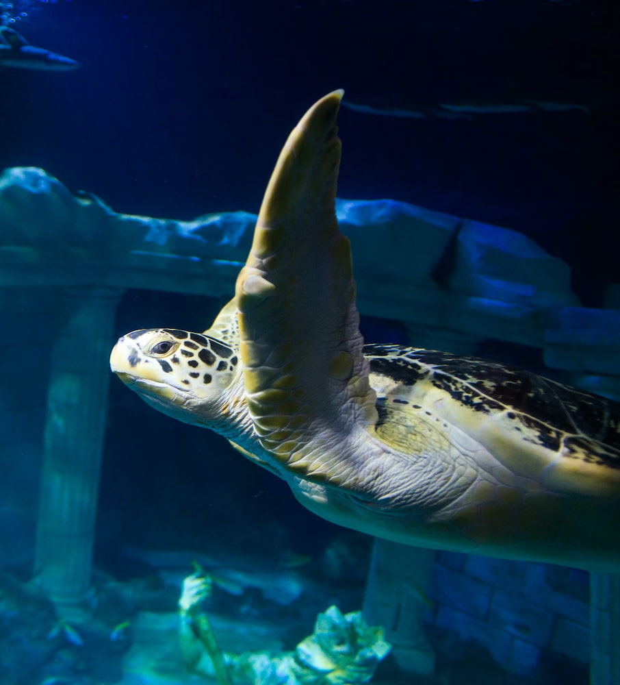 Sea Life Porto aquarium Sea Life Porto aquarium