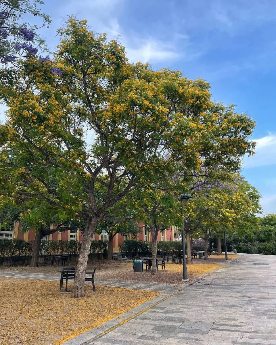 La Zaidía La Zaidía