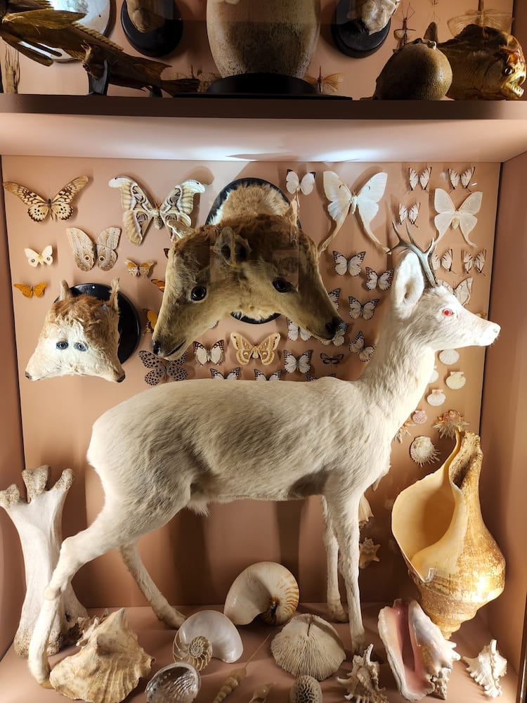 Museo de Historia Natural Museo de Historia Natural