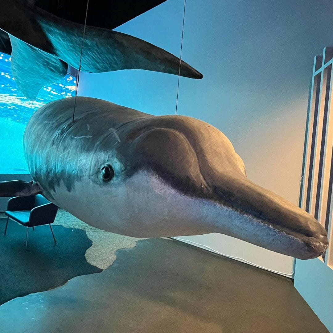 Whales of Iceland museum Whales of Iceland museum