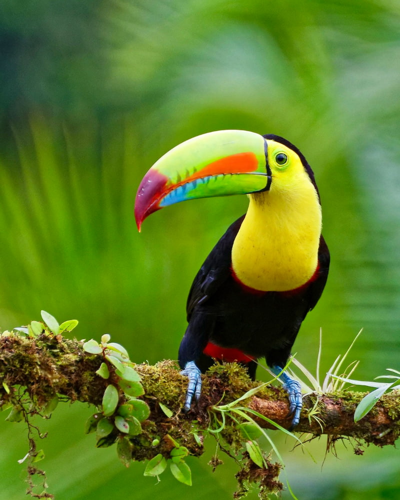 Corcovado-National-Park-3 Corcovado National Park 3