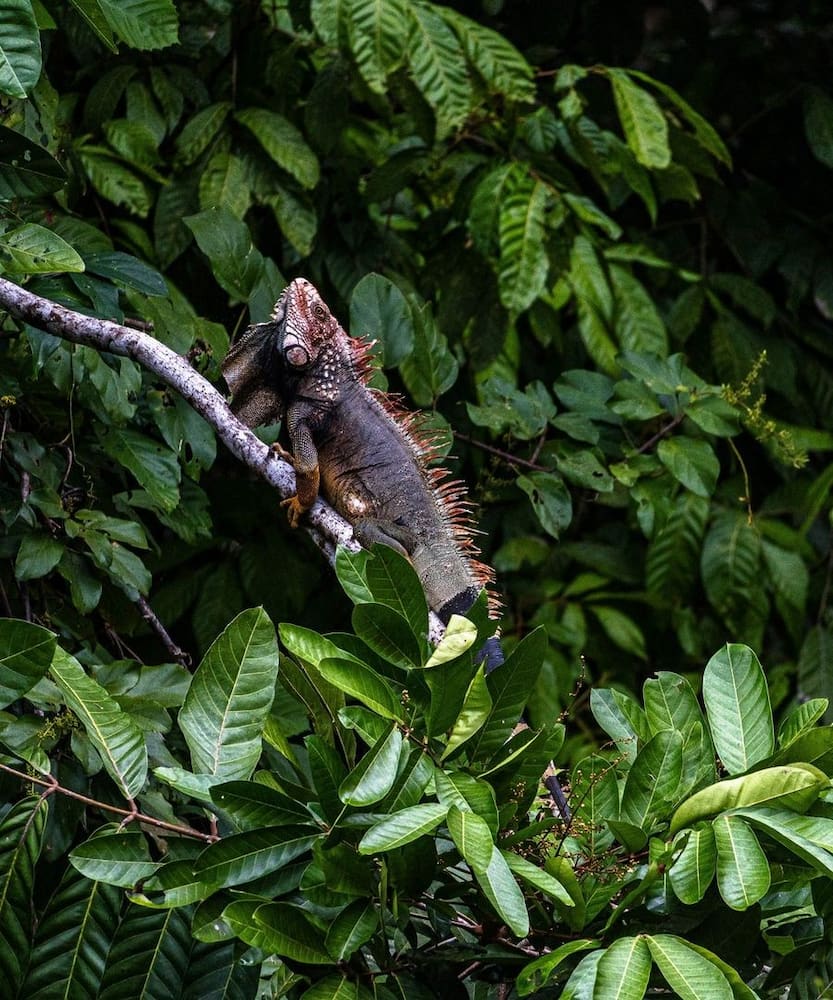 Corcovado-National-Park-8 Corcovado National Park 8