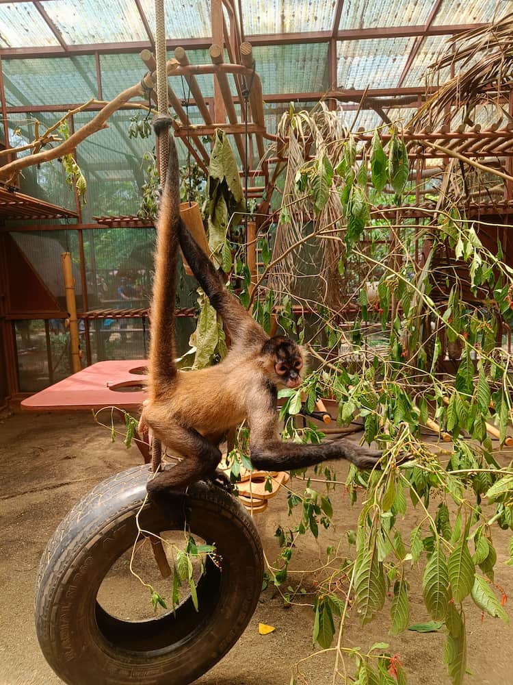 Jaguar Rescue Center Jaguar Rescue Center