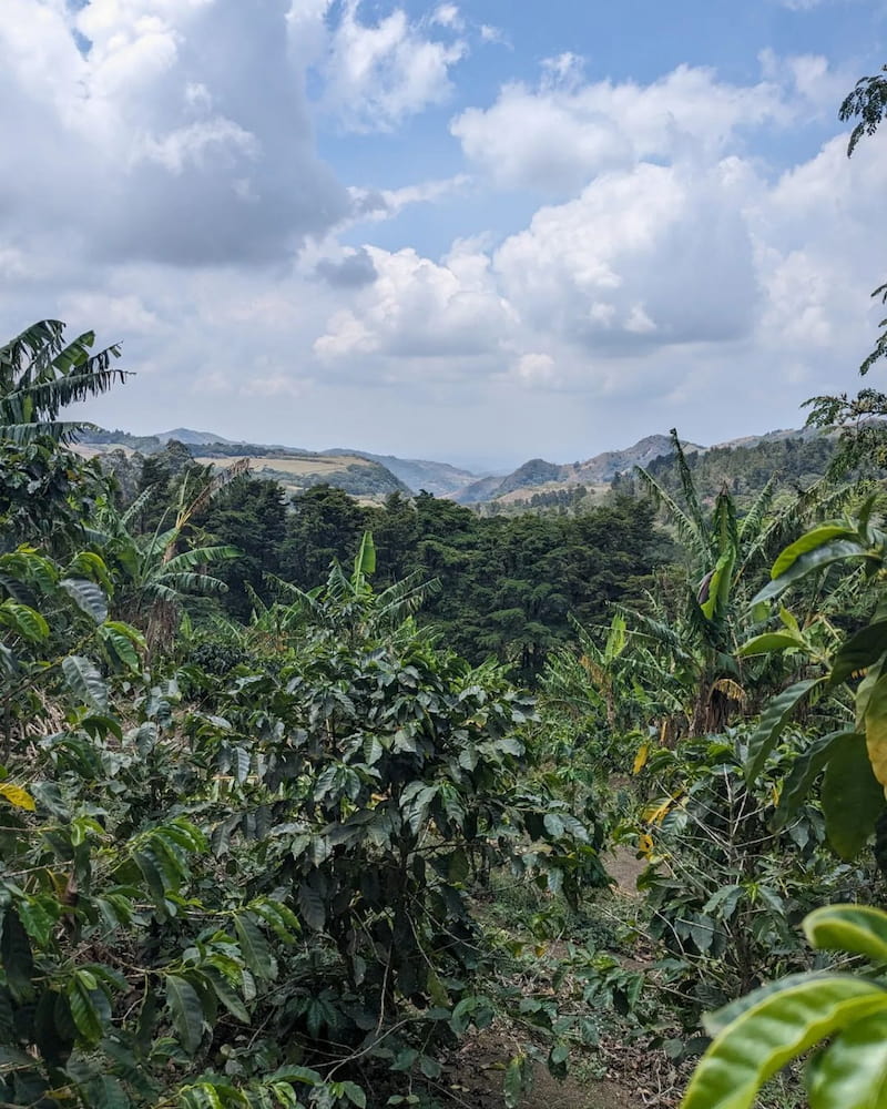 Monteverde Monteverde