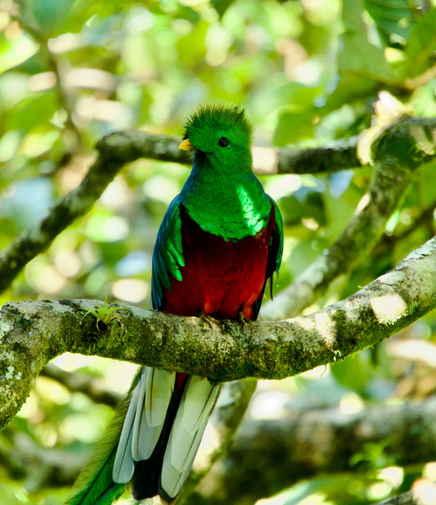 Monteverde Monteverde