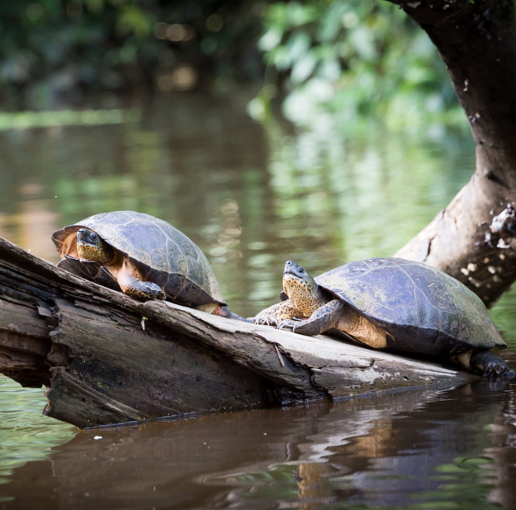 Tortuguero Tortuguero
