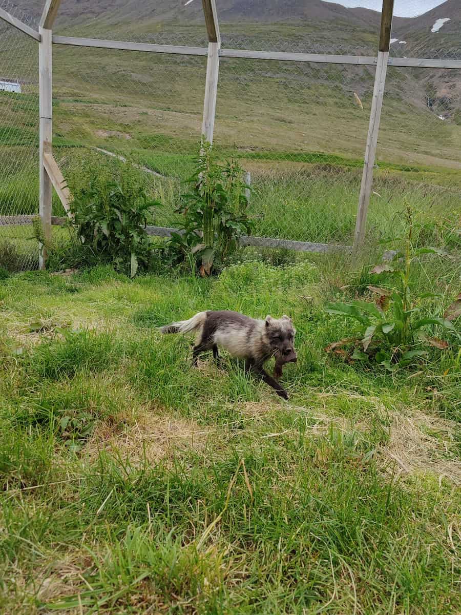 Súðavík/Arctic Fox Center Súðavík/Arctic Fox Center