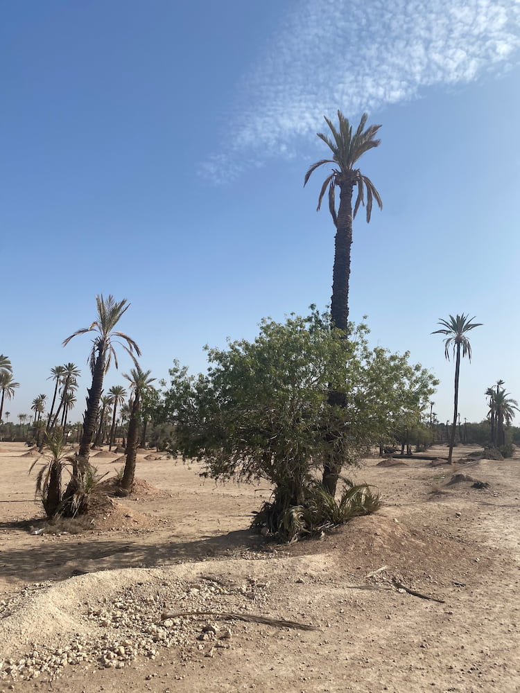 Palmeraie, Marrakech Palmeraie, Marrakech
