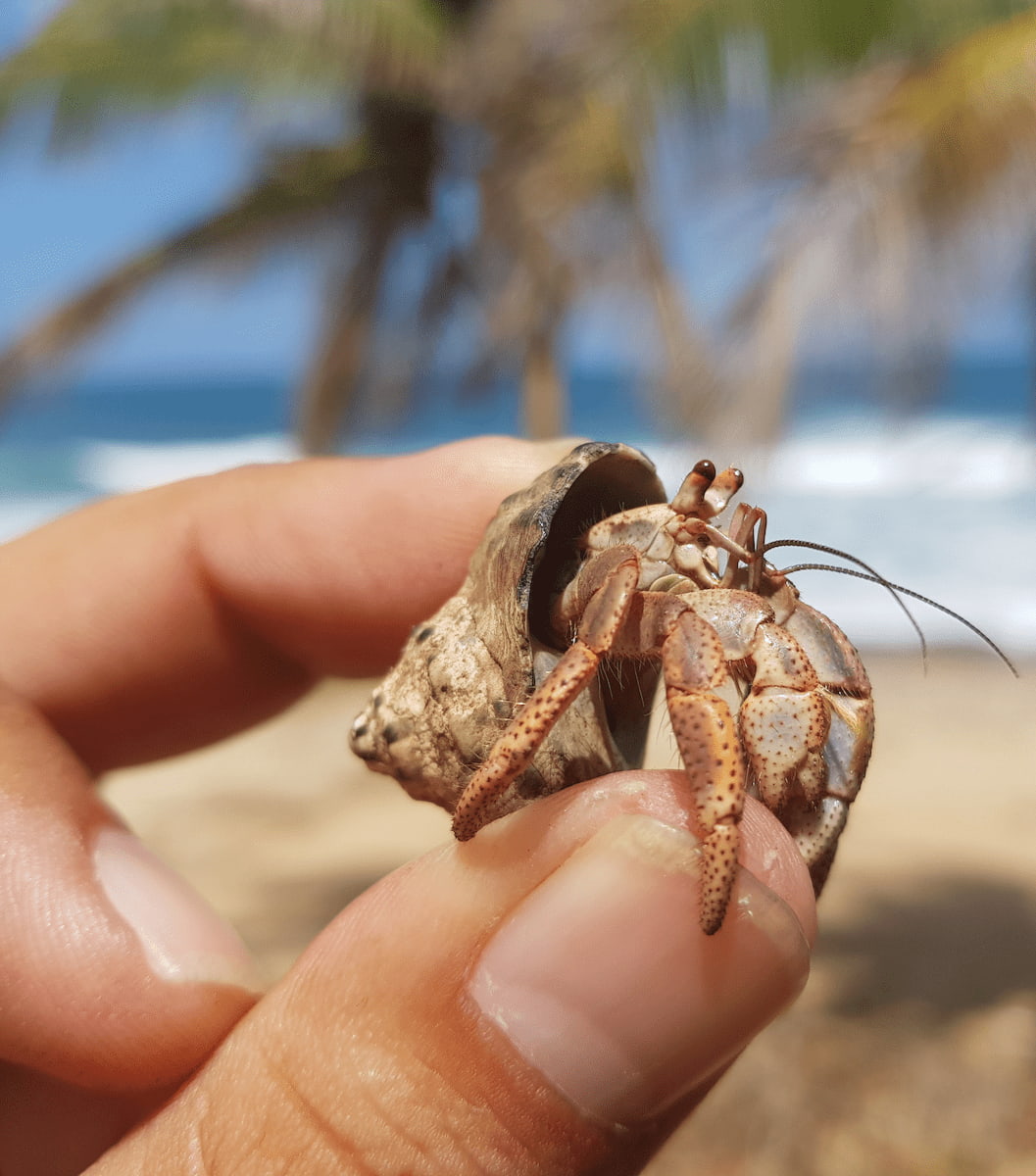 Dorado, Puerto Rico Dorado, Puerto Rico