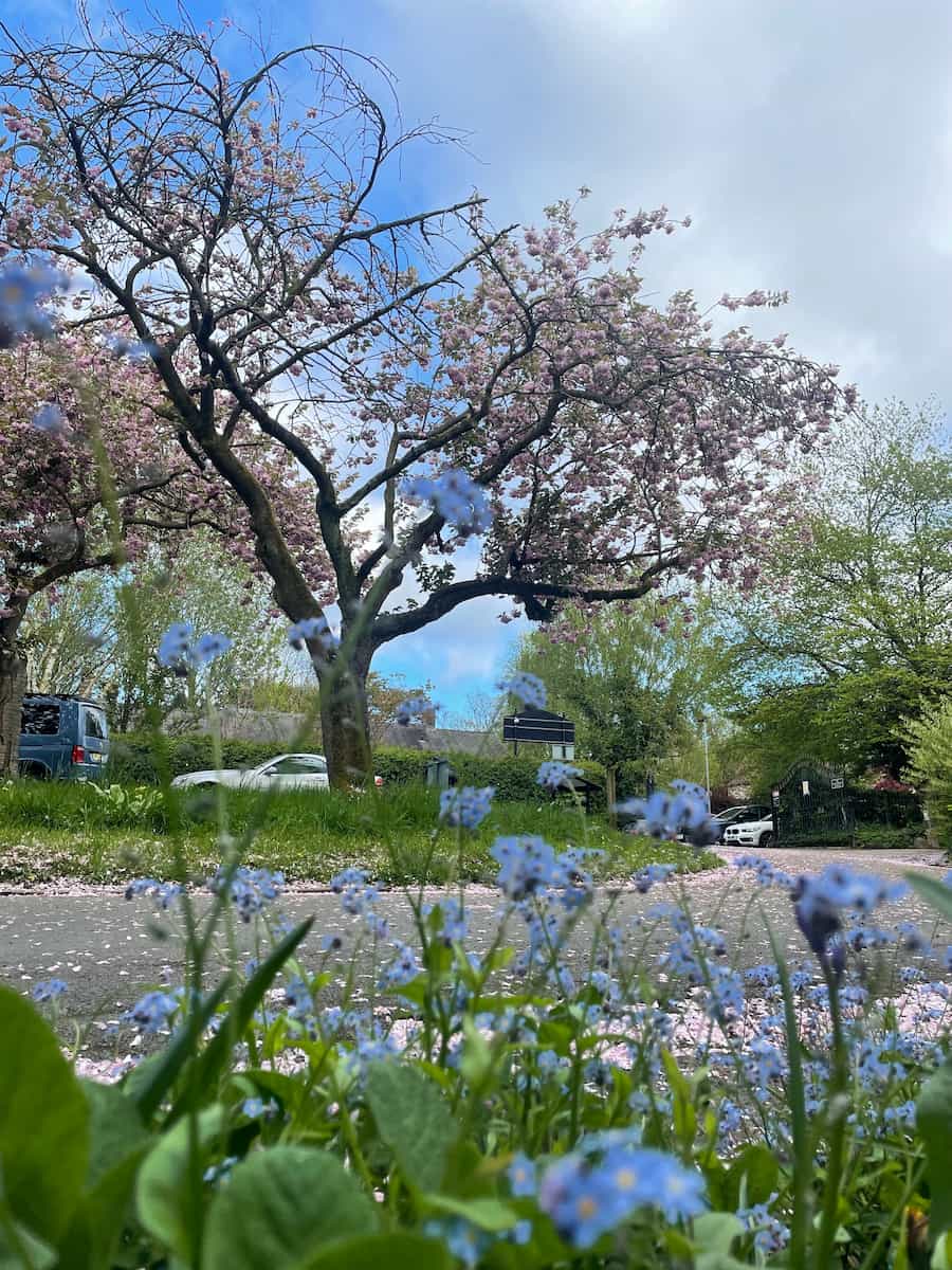 Parque y Jardín Botánico Fletcher Moss Parque y Jardín Botánico Fletcher Moss