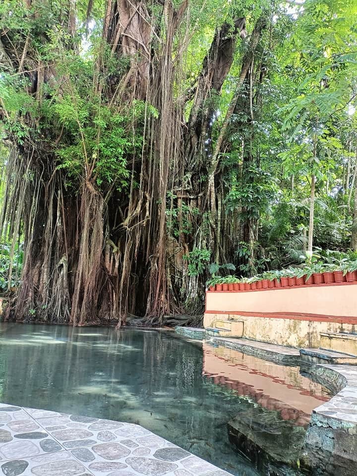 Old Enchanted Balete Tree