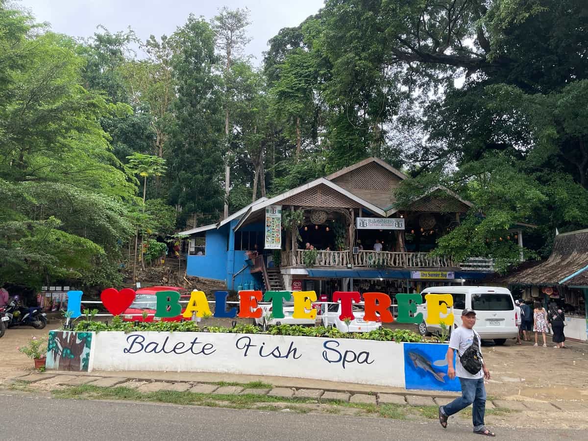 Old Enchanted Balete Tree