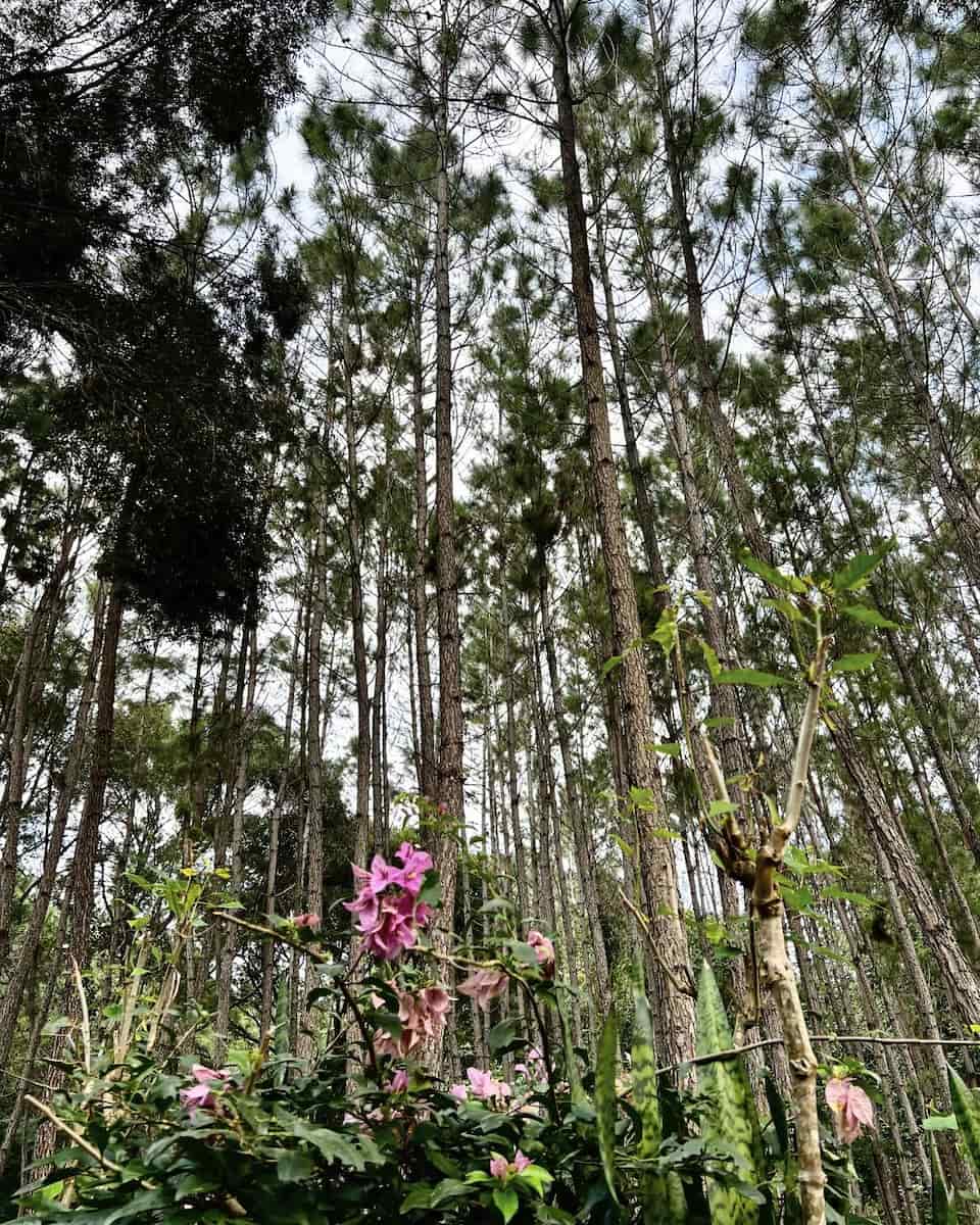 Baiguate Jarabacoa Dominican Republic Baiguate Jarabacoa Dominican Republic