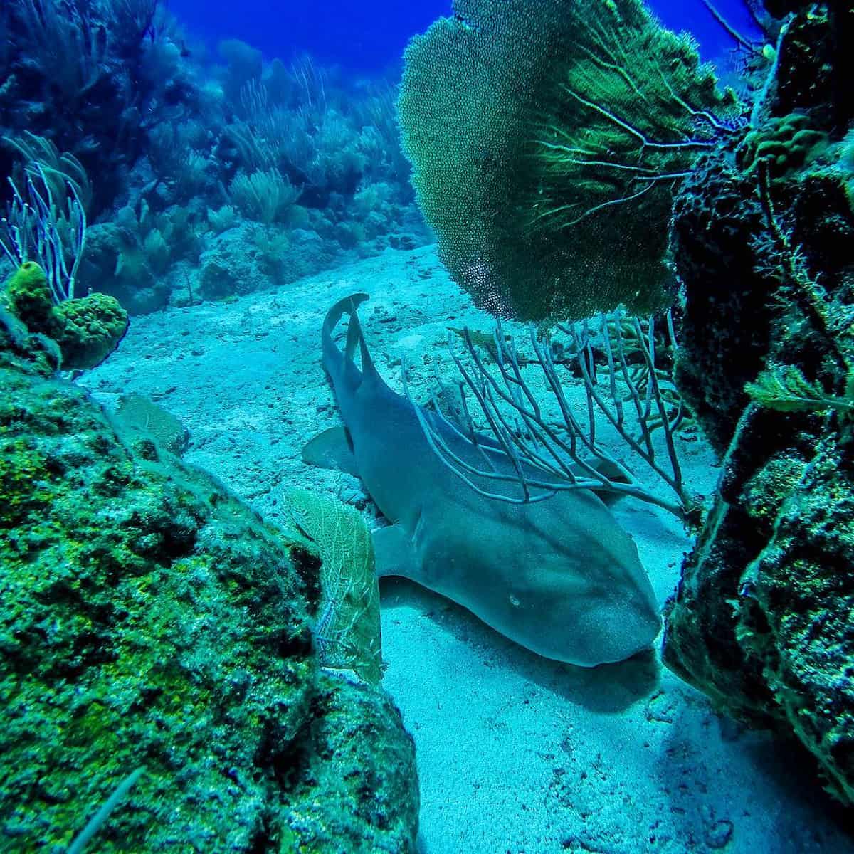 Coral Bay St John USA Coral Bay St John USA