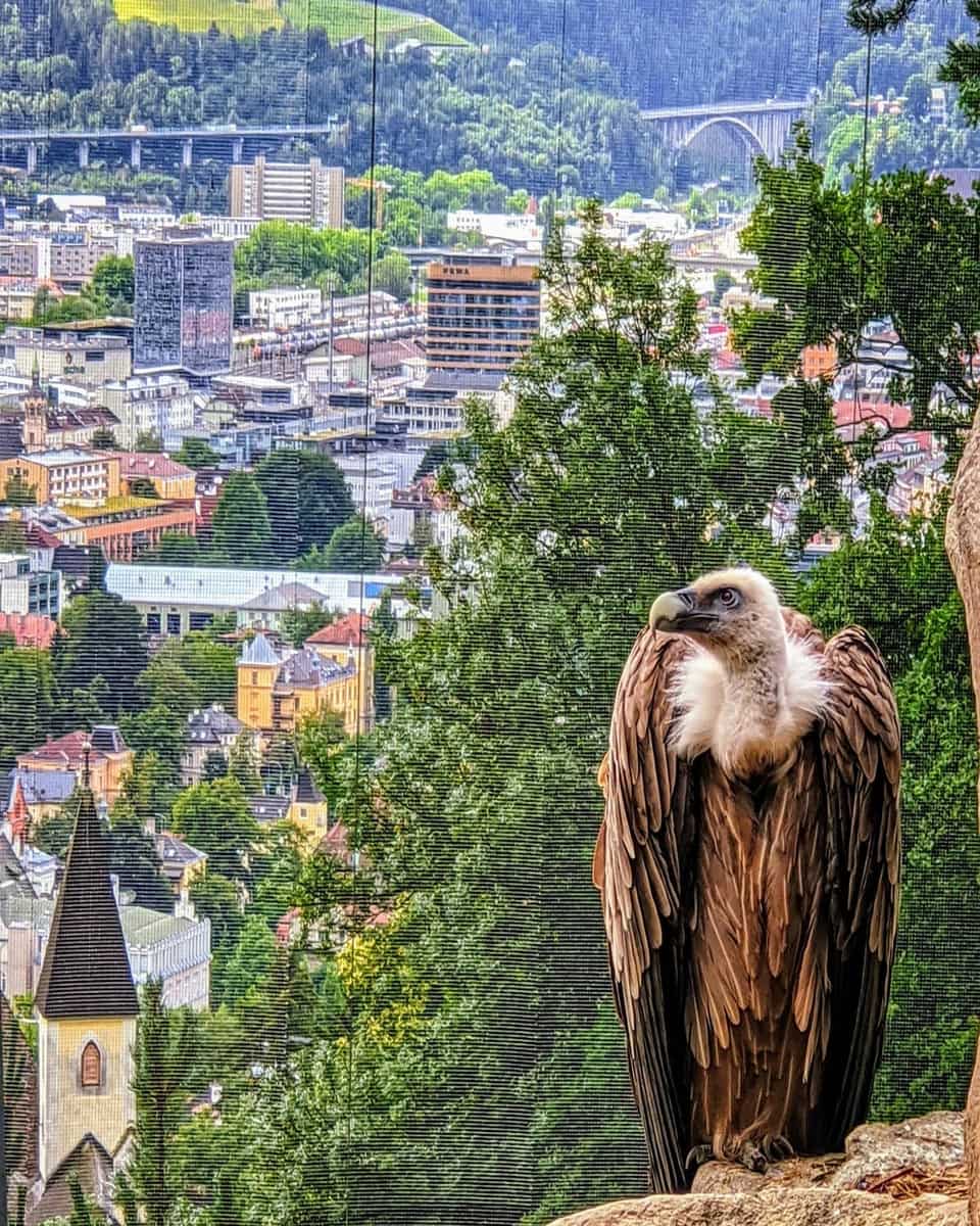 Innsbruck, Alpenzoo Innsbruck, Alpenzoo