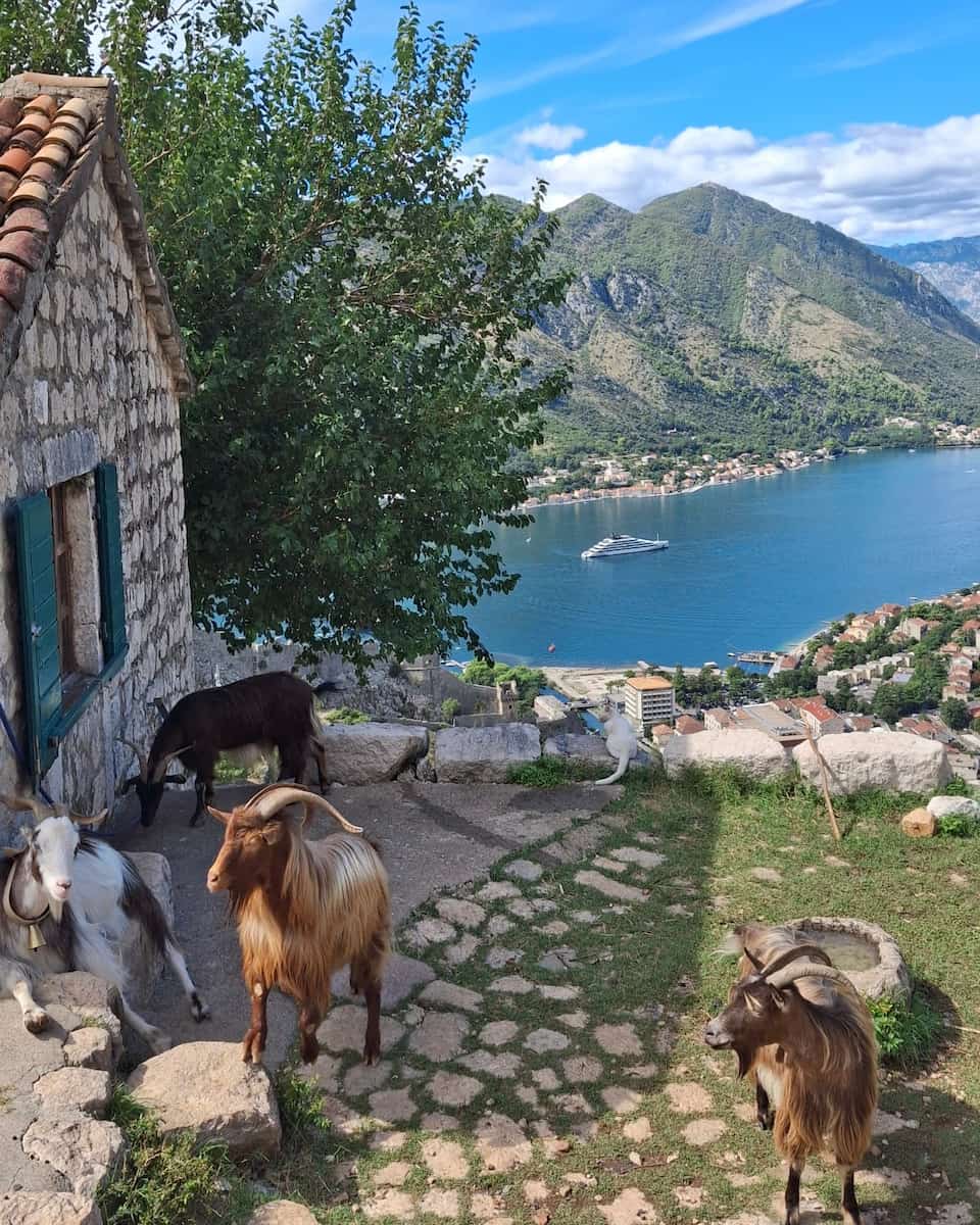 Kotor Bay, Ladder of Kotor Kotor Bay, Ladder of Kotor