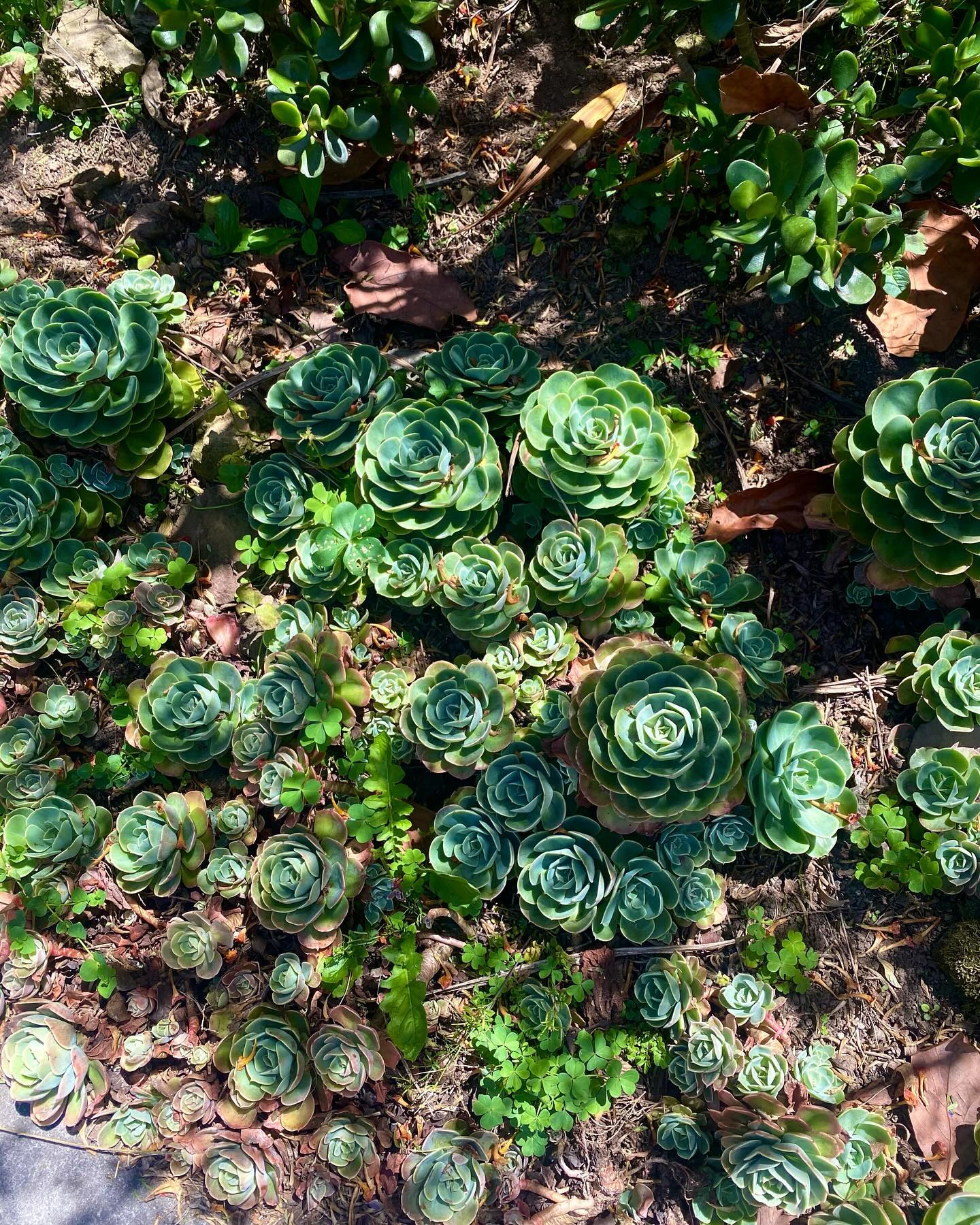 Panama, Boquete Panama, Boquete
