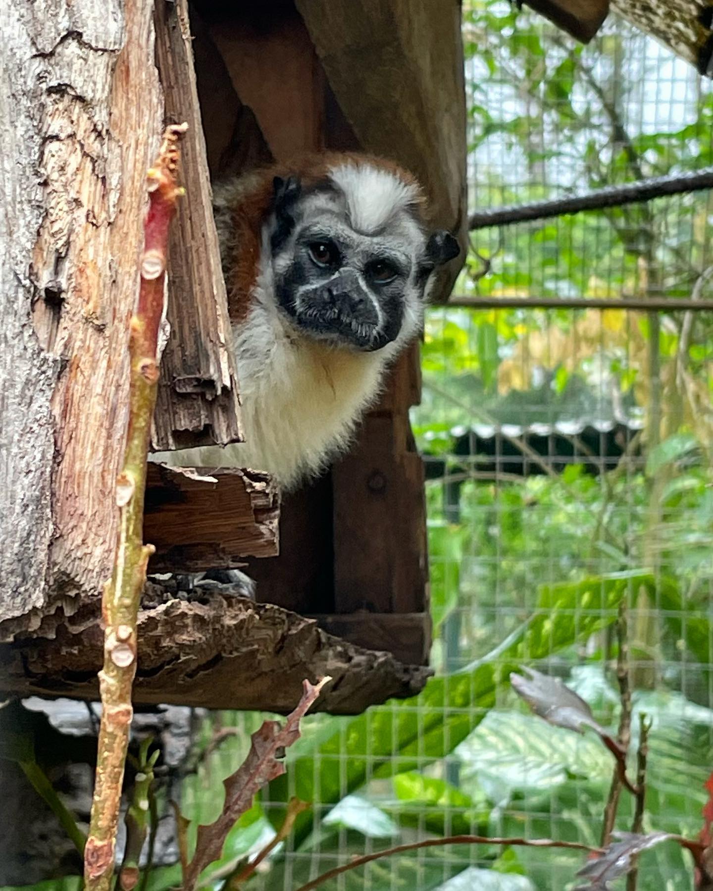 Panama, El Valle de Anton: El Nispero Zoo Panama, El Valle de Anton: El Nispero Zoo