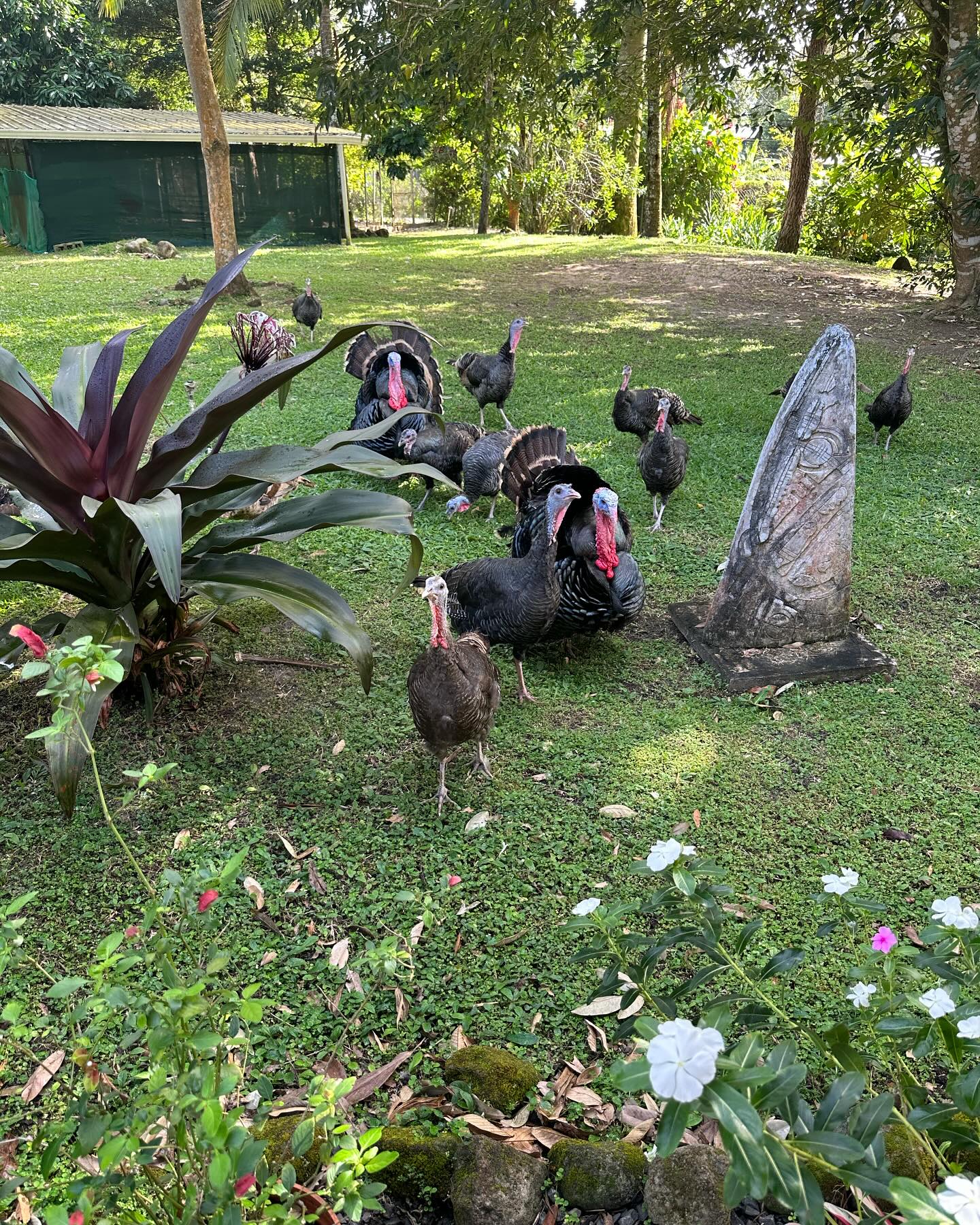 Panama, El Valle de Anton: El Nispero Zoo Panama, El Valle de Anton: El Nispero Zoo