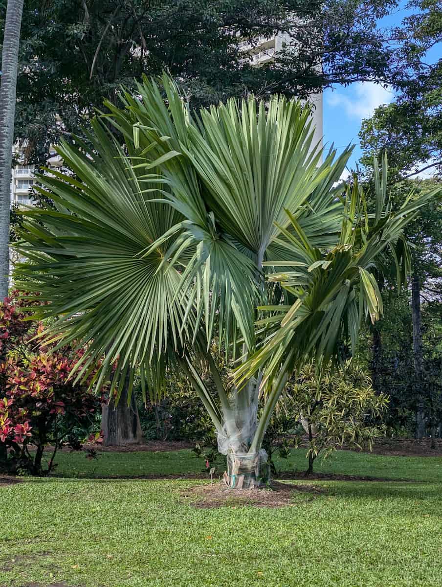 Foster Botanical Garden, Honolulu Foster Botanical Garden, Honolulu