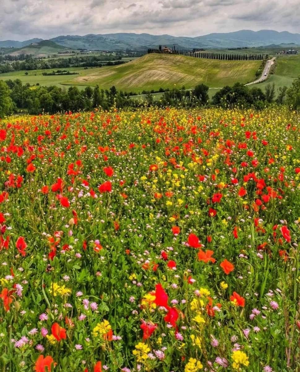 Istrice District, Siena Istrice District, Siena