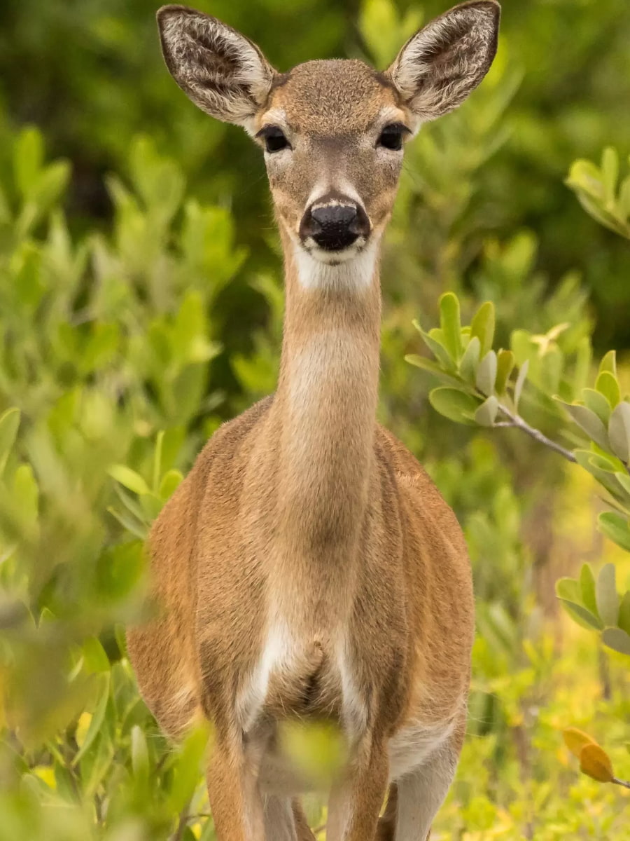 Key Deer Refuge , Florida Keys Key Deer Refuge , Florida Keys