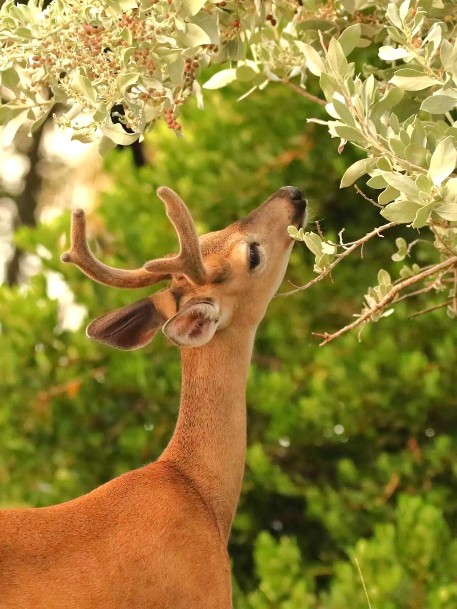 Key Deer Refuge , Florida Keys Key Deer Refuge , Florida Keys