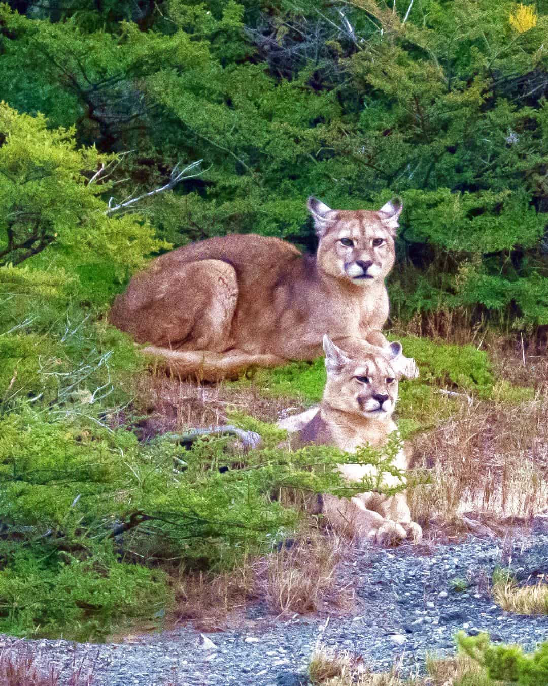 Las Torres Base Area, Torres del Paine Las Torres Base Area, Torres del Paine