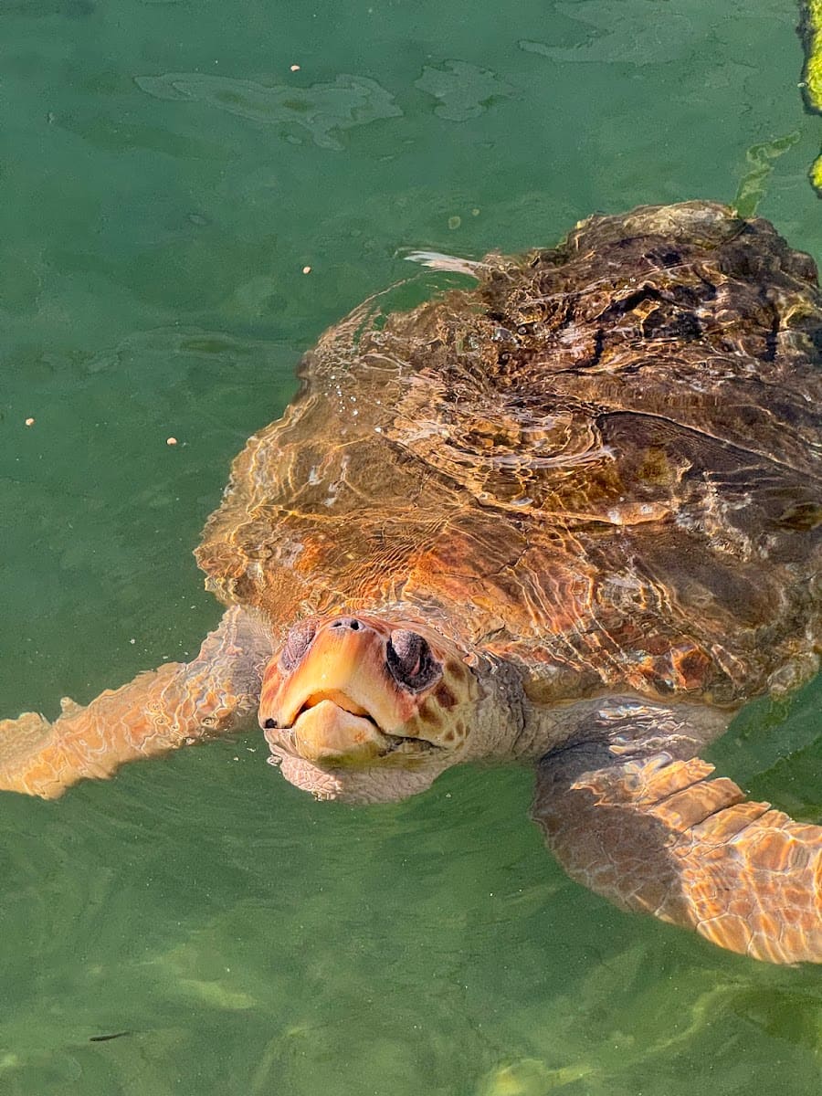 The Turtle Hospital, Florida Keys The Turtle Hospital, Florida Keys