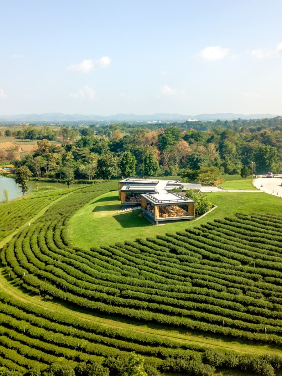 Choui Fong Tea Plantation, Chiang Rai Choui Fong Tea Plantation, Chiang Rai