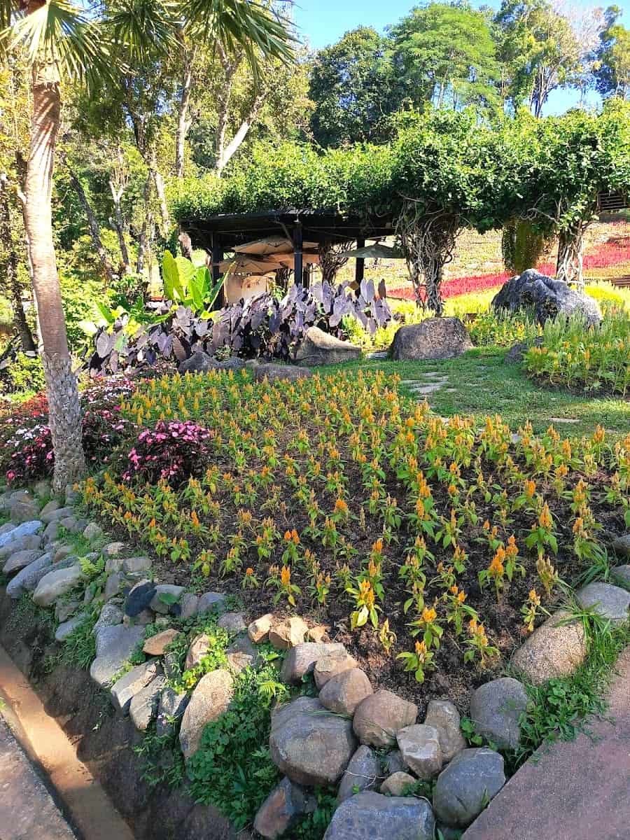 Doi Tung, Chiang Rai Doi Tung, Chiang Rai