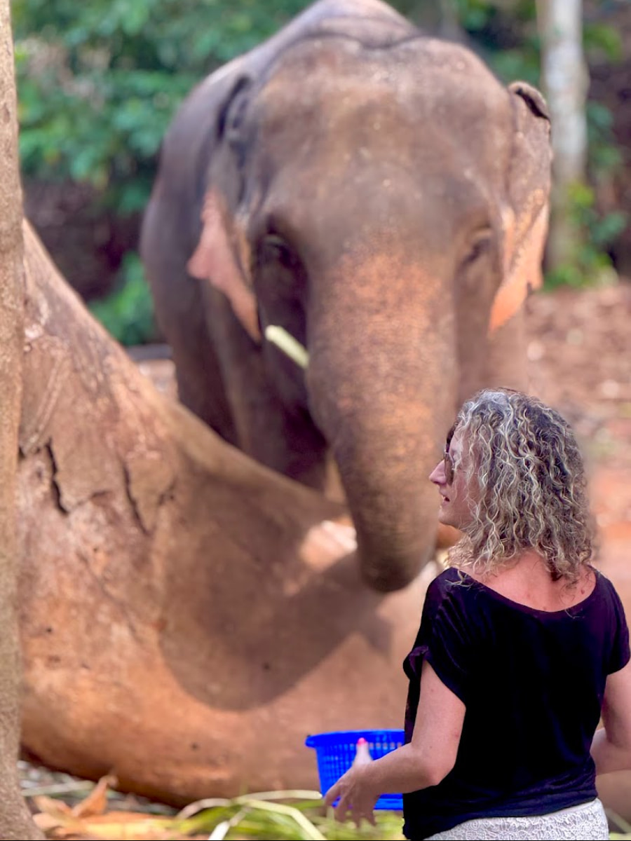 Klong Son Elephant Camp, Koh Chang Klong Son Elephant Camp, Koh Chang
