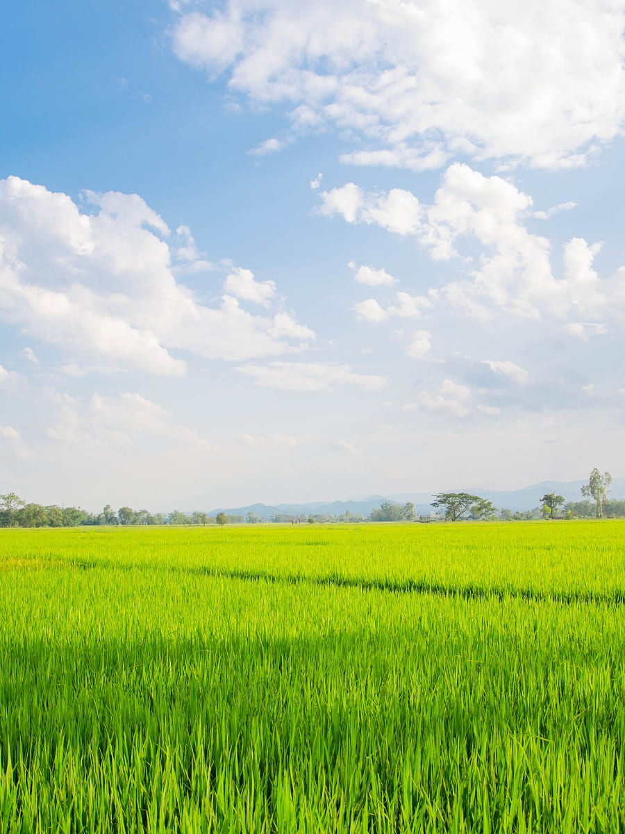 Rice Planting, Chiang Rai Rice Planting, Chiang Rai