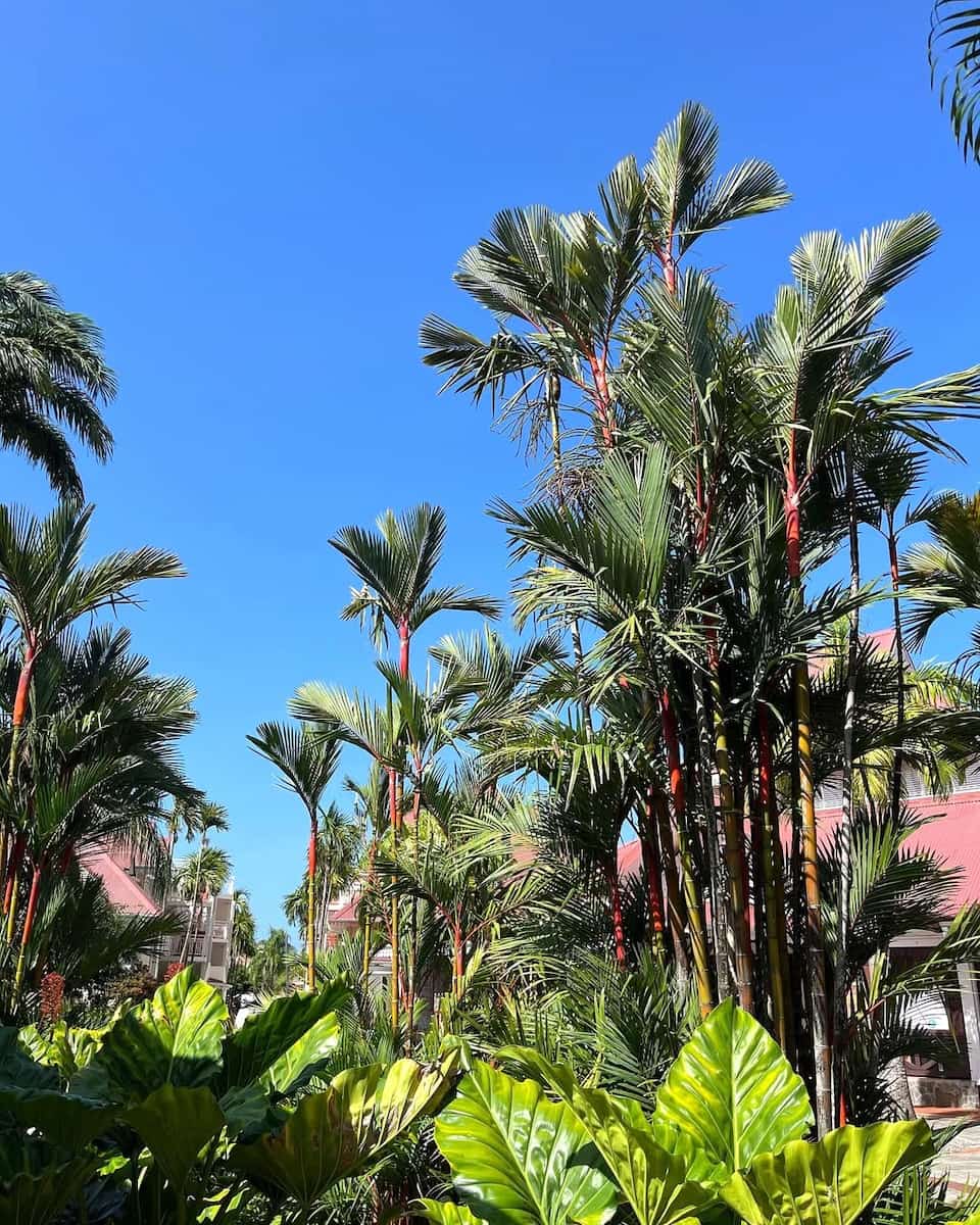 Sainte-Luce, Martinique Sainte-Luce, Martinique