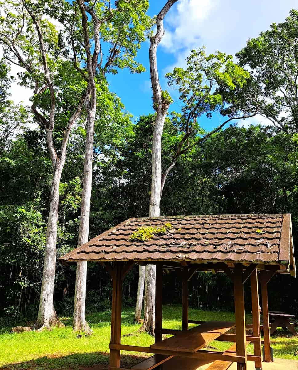 The Montravail Forest, Martinique The Montravail Forest, Martinique