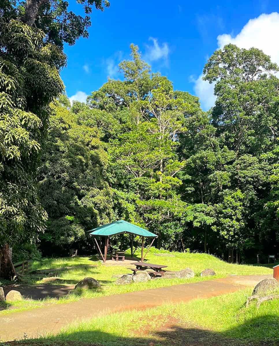 The Montravail Forest, Martinique The Montravail Forest, Martinique