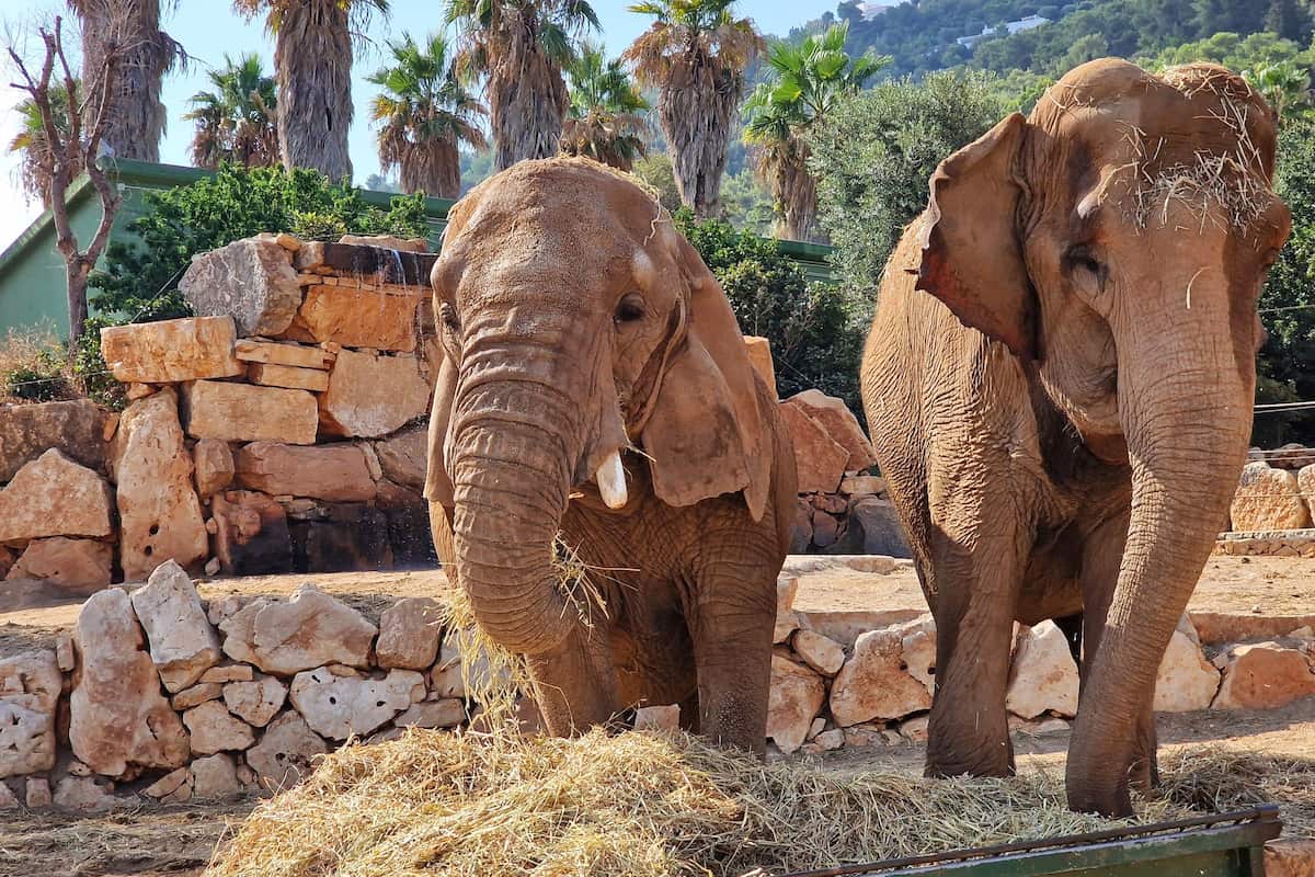 El Zoosafari Fasanolandia, Alberobello