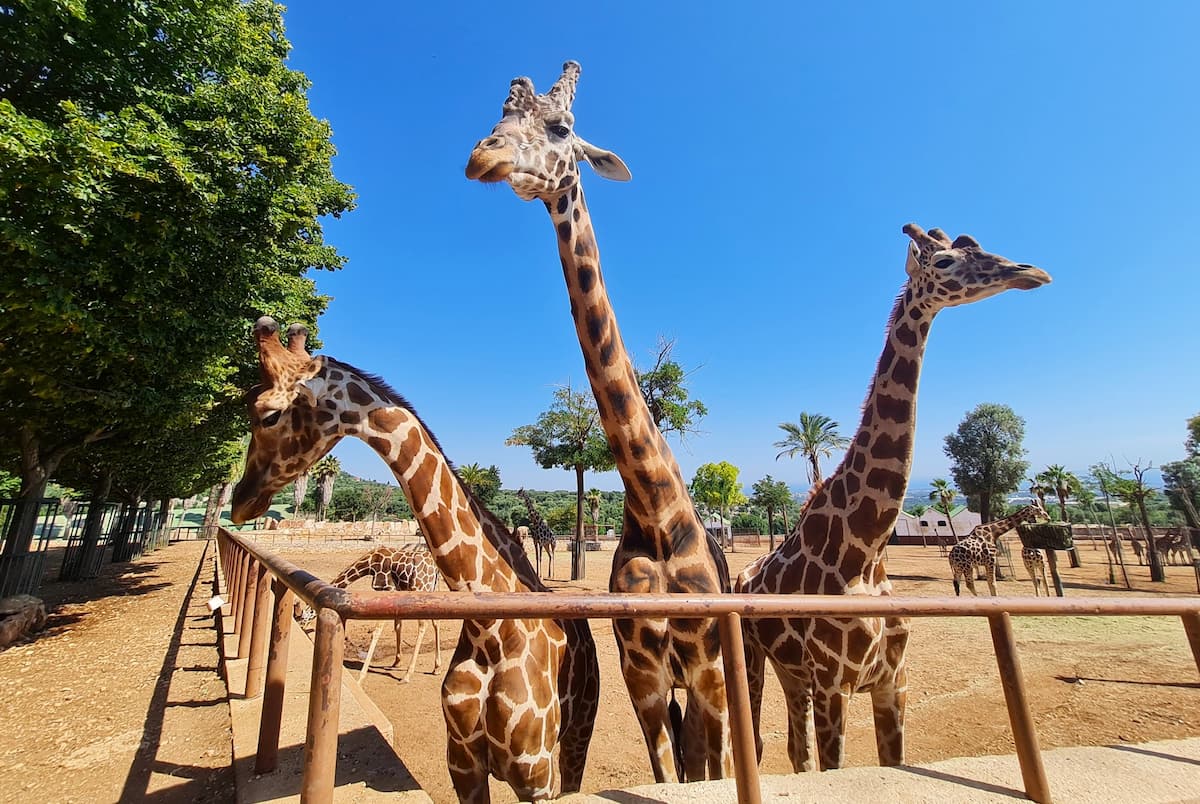 El Zoosafari Fasanolandia, Alberobello
