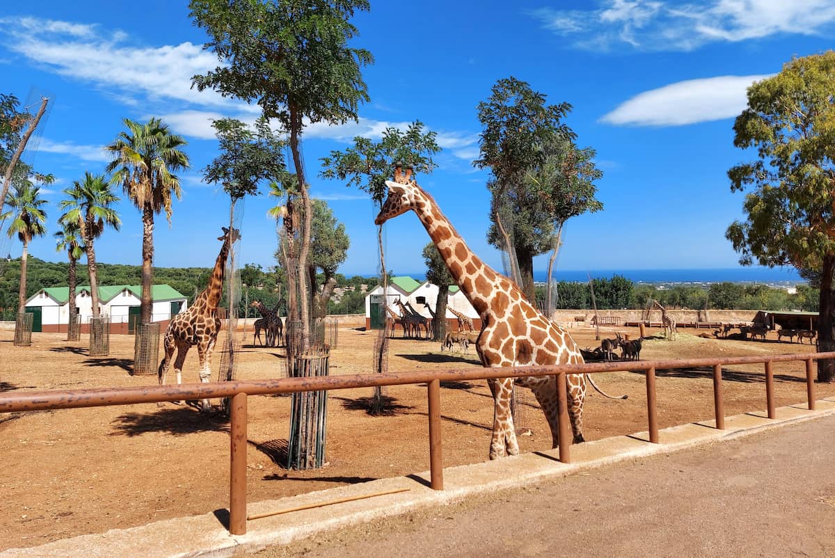 El Zoosafari Fasanolandia, Alberobello