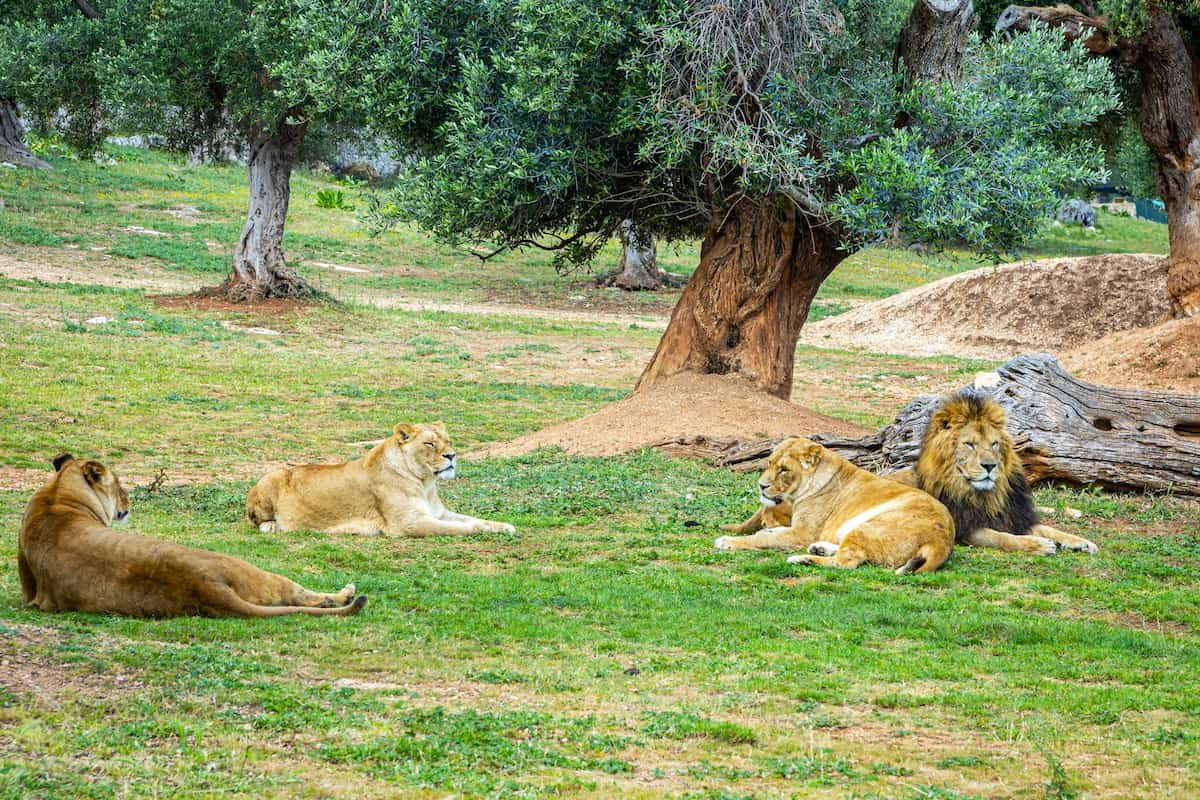 El Zoosafari Fasanolandia, Alberobello