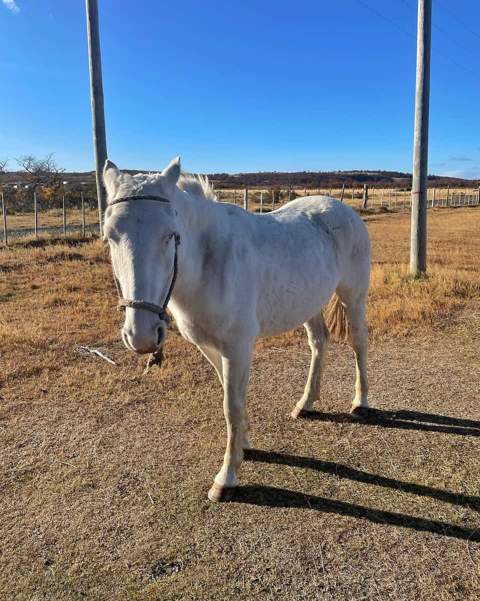 Cerro Dorotea, Puerto Natales Cerro Dorotea Puerto Natales2